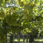 Villa Fracanzan Piovene – Orgiano